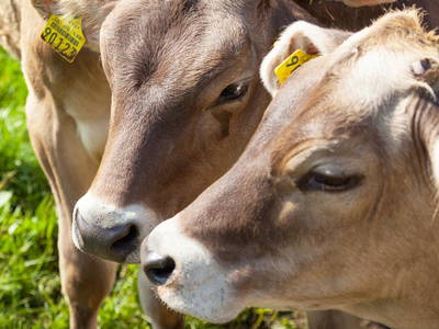 Bild 4 aus  Hagenauer Hof