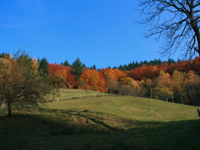 Bild 12 aus  Bierpeterhof