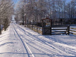 Bild 21 aus  Kantorhof