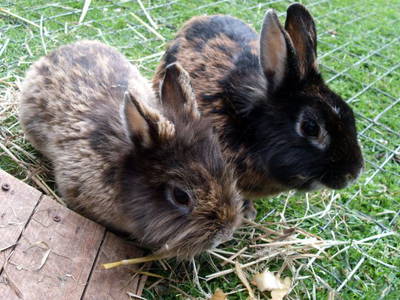 Bild 13 aus  Inselurlaub Fehmarn