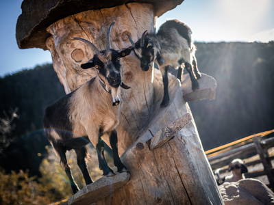 Bild 4 aus  Residence Waldrelax