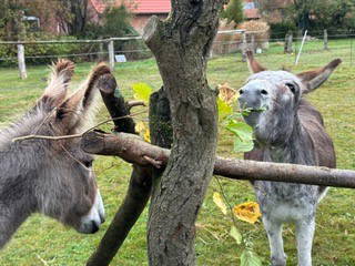 Bild 28 aus  Ferienwohnung Schöner Winkel