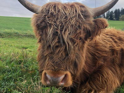 Bild 26 aus  Backhaus Grüntal