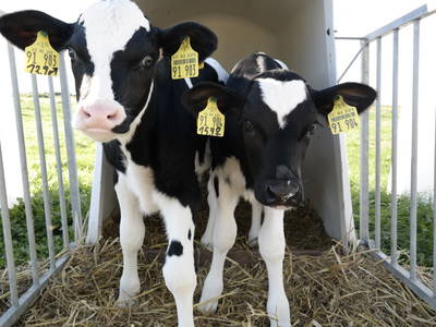 Bild 21 aus  Lindenhof