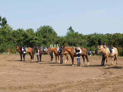 Bild 26 aus  Gestüt Hof am See