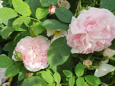 Bild 35 aus  Urlaub unterm Reet