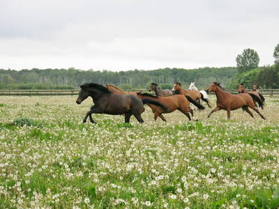 Bild 39 aus  Bernsteinreiter Hirschburg