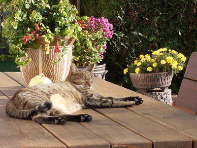 Bild 10 aus  Ferienhof Conrath