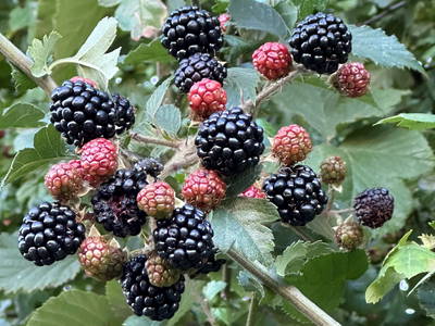 Bild 43 aus  Gut Büchenau  -  Auszeit für Erholungsuchende & Naturliebhaber