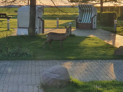 Bild 22 aus  Rügen-Ferienhof