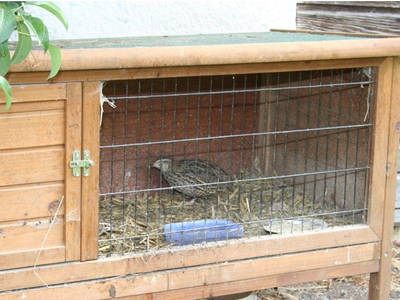 Bild 54 aus  Hinterburghof