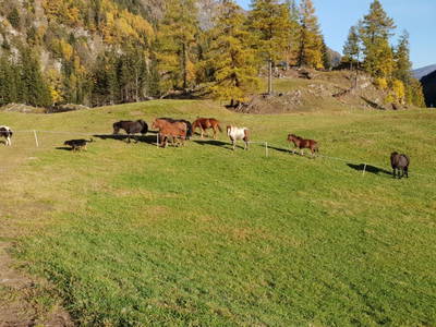 Bild 66 aus  Pöllitzgut