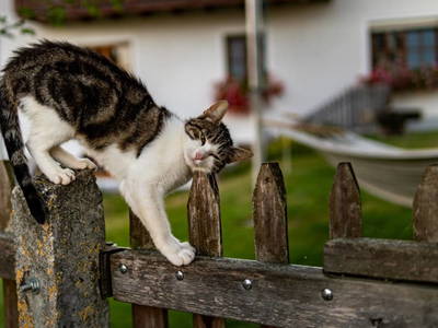 Bild 82 aus  Grainmeister