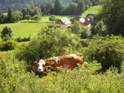 Bild 7 aus  Ferienhof Gindl,Gästehaus Gindl und Pferdehof