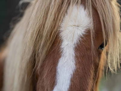 Bild 73 aus  Riedhof-Zuahaus