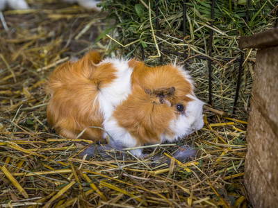 Bild 31 aus  Proneben Gut - Erlebnisbauernhof u. Kuschelhütten