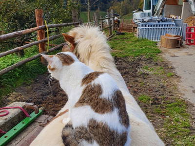 Bild 67 aus  Madritschhof