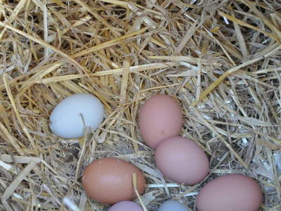 Bild 16 aus  Mühlehof Ennemoser