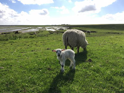 Bild 12 aus  Ferienhof Friedenshof