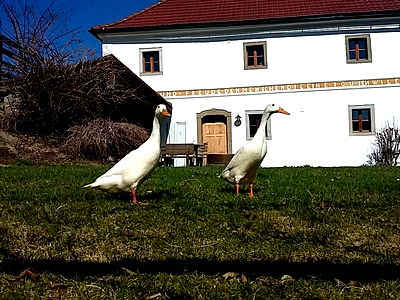 Bild 41 aus Biohof Schafflhof