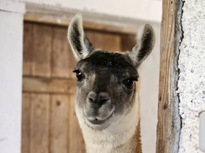 Bild 4 aus  Pfleger Ranch am Schönegg Gut