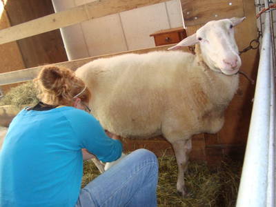 Bild 51 aus  Einkehrhof Poggau