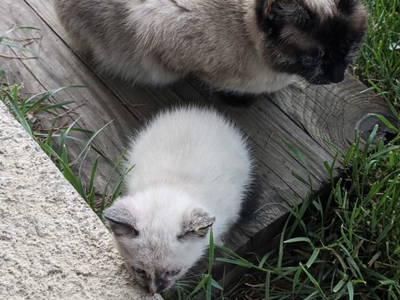 Bild 195 aus  Almchalet Nikola