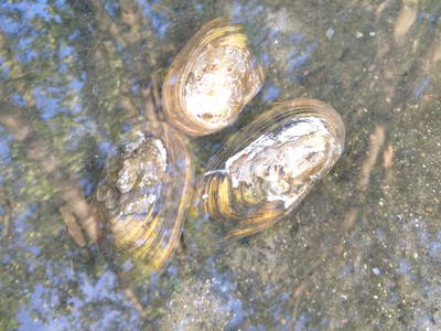 Bild 28 aus  West Masuren: Ferienhaus direkt am See mit Steg, Boot, Sauna & Kamin