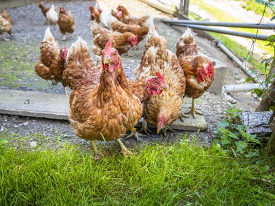 Bild 84 aus  Neuhaus