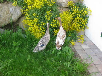 Bild 96 aus  Pieber-Staberhof