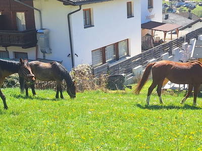 Bild 20 aus  Reiterhof Romanasa