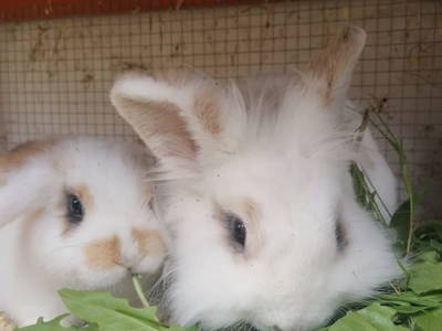 Bild 168 aus  Hoferbichlgut