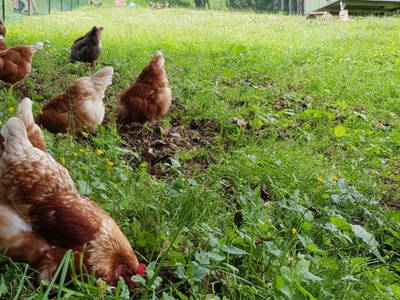 Bild 72 aus  Chalet Sepp am Maroldenhof