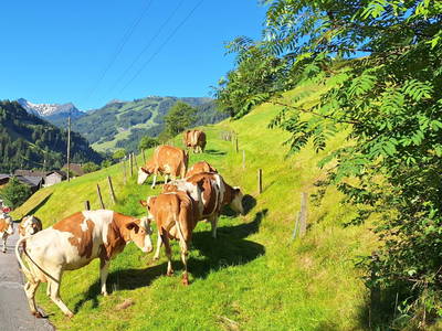 Bild 8 aus  Schaidreithof