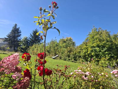 Bild 14 aus  Ferienhaus Ottenschlag