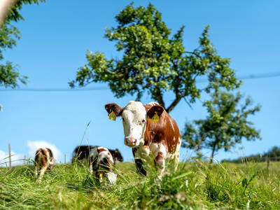 Bild 29 aus  Danielenhof