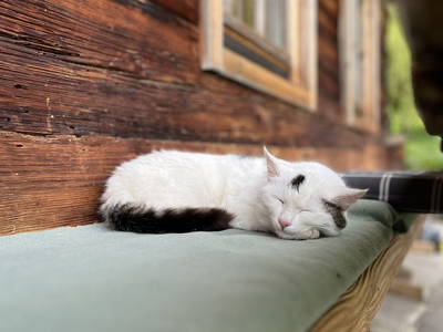 Bild 60 aus  Almhütte Kohlenau