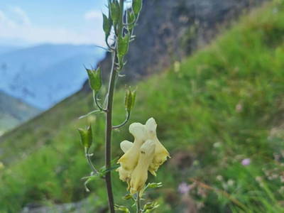 Bild 63 aus  Almhütte Pucher