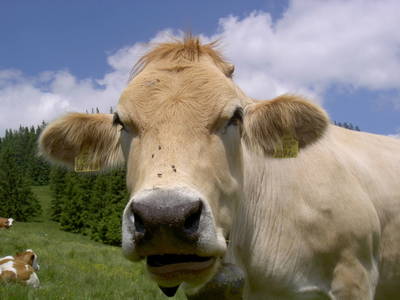 Bild 26 aus  Bauernhof Kamsker-Stuber