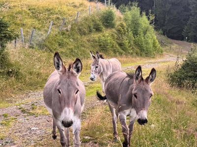 Bild 142 aus  Wallneralm