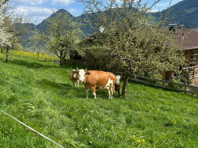 Bild 20 aus  Wiererhof