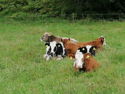 Bild 63 aus  Landhaus Eiter