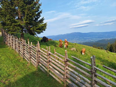 Unsere Kühe genießen den Sommer auf der Alm