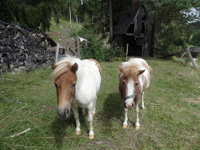Bild 40 aus  Ferienhof Leitengut