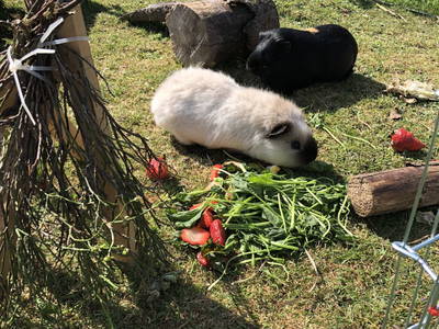 Bild 22 aus  Hacklhof