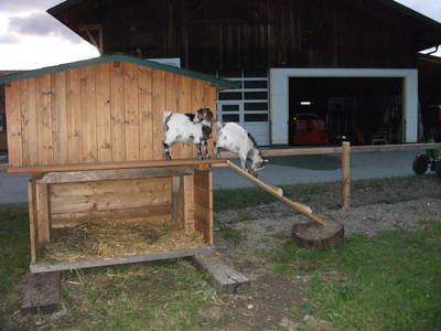 Bild 51 aus  Mitterbichlhof