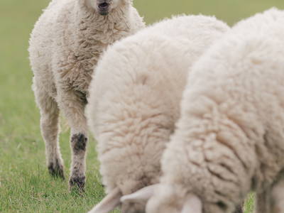 Bild 20 aus  "FEWO auf dem Lande" bei St. Peter Ording
