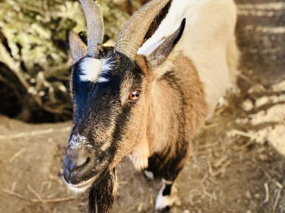 Bild 154 aus  Erbhof Hinting + Appartementhaus Hinting