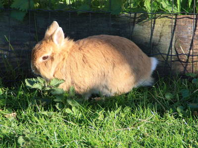 Bild 42 aus  Biohof Heidegger