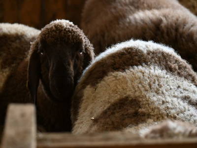 Bild 37 aus  Ferienwohnung Feistritzer Holdernig